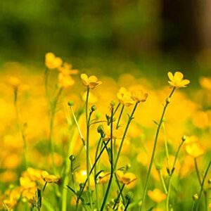 Western Buttercup Long Blooming Field Flower Seeds, 1000+ Seeds Per Packet, (Isla's Garden Seeds), Non GMO & Heirloom, Scientific Name: Ranunculus occidentalis, Great Home Garden Gift