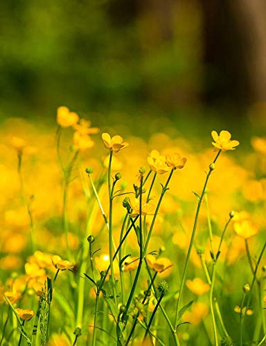Western Buttercup Long Blooming Field Flower Seeds, 1000+ Seeds Per Packet, (Isla's Garden Seeds), Non GMO & Heirloom, Scientific Name: Ranunculus occidentalis, Great Home Garden Gift