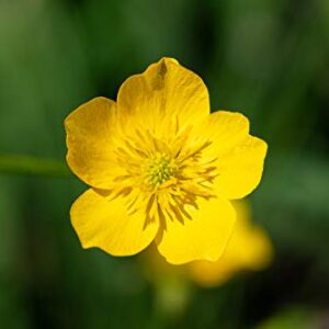 Western Buttercup Long Blooming Field Flower Seeds, 1000+ Seeds Per Packet, (Isla's Garden Seeds), Non GMO & Heirloom, Scientific Name: Ranunculus occidentalis, Great Home Garden Gift