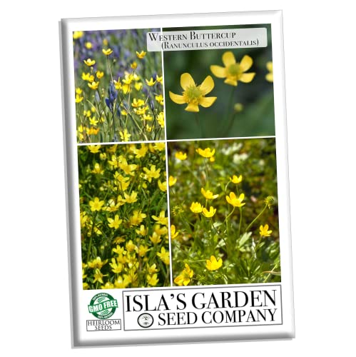 Western Buttercup Long Blooming Field Flower Seeds, 1000+ Seeds Per Packet, (Isla's Garden Seeds), Non GMO & Heirloom, Scientific Name: Ranunculus occidentalis, Great Home Garden Gift