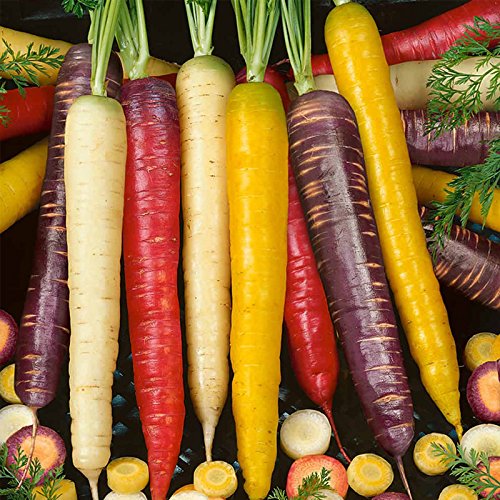 Rainbow Blend Carrot Seed Mix - 1 g ~600 Seeds - Non-GMO, Heirloom Vegetable Garden Seeds: Atomic Red, Cosmic Purple, Lunar White, Solar Yellow