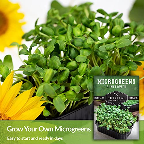 Survival Garden Seeds Sunflower Microgreens for Sprouting and Growing - 2 Packs - Sprout Green Leafy Micro Vegetable Plants Indoors - Grow A Mini Windowsill Garden - Non-GMO Heirloom Variety