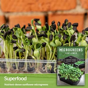 Survival Garden Seeds Sunflower Microgreens for Sprouting and Growing - 2 Packs - Sprout Green Leafy Micro Vegetable Plants Indoors - Grow A Mini Windowsill Garden - Non-GMO Heirloom Variety