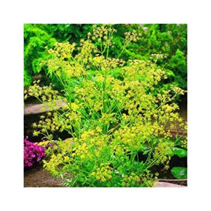 park seed dill seeds, fragrant and hardy herb garden staple, pack of 100 seeds