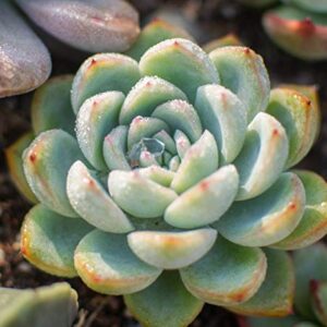 Seeds Of Strength Mixture 200+ Succulents Seeds Garden and Home Bonsai Flower Plant