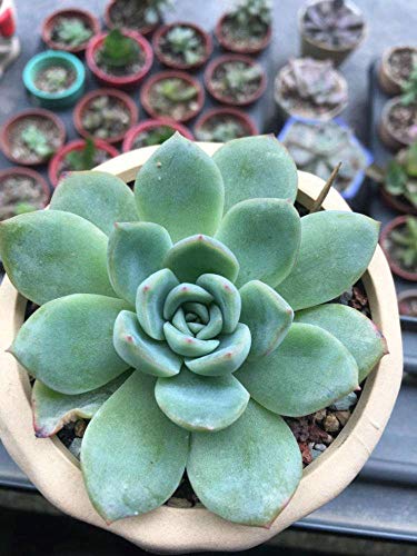 Seeds Of Strength Mixture 200+ Succulents Seeds Garden and Home Bonsai Flower Plant