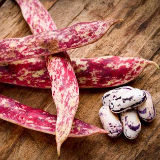 French Horticulture Bean Seeds for Planting, 50+ Heirloom Seeds Per Packet, (Isla's Garden Seeds), Non GMO Seeds, aka. Borlotti Bean, Botanical Name: Phaseolus vulgaris, Great Home Garden Gift