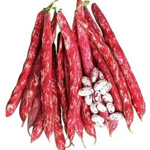 French Horticulture Bean Seeds for Planting, 50+ Heirloom Seeds Per Packet, (Isla's Garden Seeds), Non GMO Seeds, aka. Borlotti Bean, Botanical Name: Phaseolus vulgaris, Great Home Garden Gift