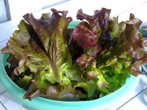 red romaine lettuce seeds- heirloom- 2,000+ seeds by ohio heirloom seeds