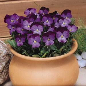 Outsidepride Viola Admiration Garden Flowers for Containers, Hanging Baskets, & Window Boxes - 1000 Seeds