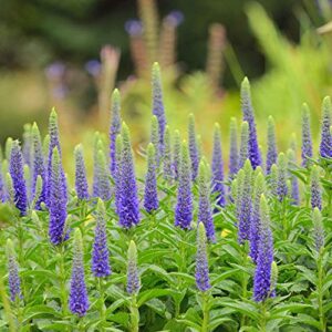 outsidepride veronica spiked speedwell garden flowers attracting bees, butterflies & hummingbirds – 1000 seeds