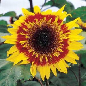 outsidepride helianthus annuus joker sunflower garden cut flower & border plant – 200 seeds
