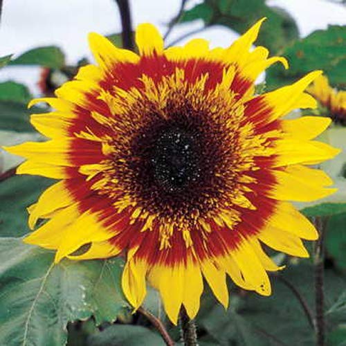 Outsidepride Helianthus Annuus Joker Sunflower Garden Cut Flower & Border Plant - 200 Seeds