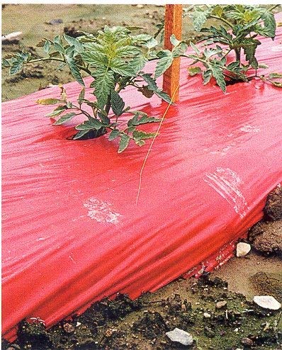 Grower's Solution Red Mulch - Garden - Plastic Film - 4ft. X 50ft. 1.0 Mil Embossed