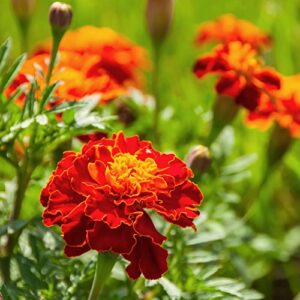 outsidepride tagetes patula red french marigold plant garden flowers for pots, containers, window boxes – 2000 seeds