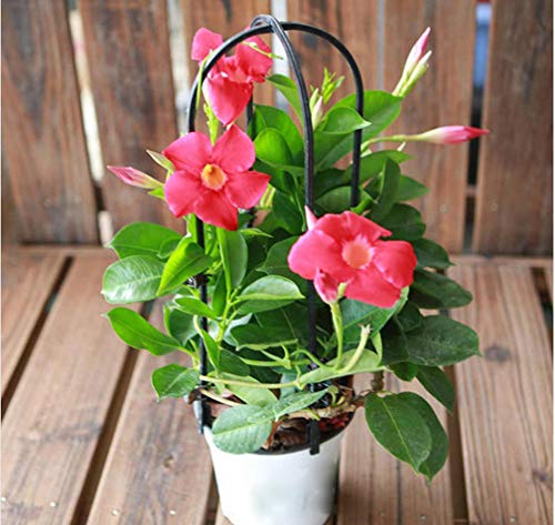 100pcs/bag Hibiscus Seeds Climbing Plant Perennial Indoor Flowering Plants Seeds Ornamental Plant Seeds for Home Garden