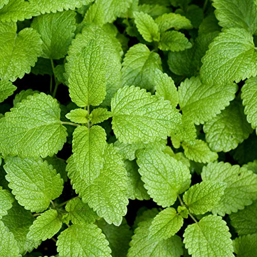 Outsidepride Perennial Melissa Officinalis Lemon Balm Culinary, Aromatic Herb Garden Plants - 5000 Seeds