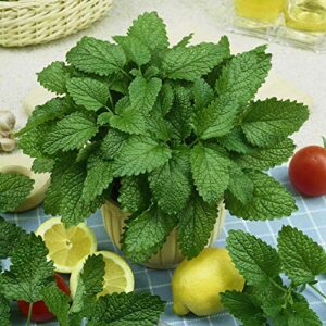 Outsidepride Perennial Melissa Officinalis Lemon Balm Culinary, Aromatic Herb Garden Plants - 5000 Seeds