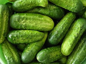 david’s garden seeds cucumber pickling national fba-2455 (green) 25 non-gmo, heirloom seeds