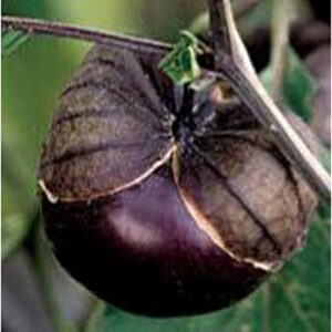 purple de milpa tomatillo seeds (20+ seeds) | non gmo | vegetable fruit herb flower seeds for planting | home garden greenhouse pack