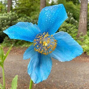 Blue Poppy Seeds Meconopsis Betonicifolia Perennial Attracts Bees & Butterflies Low Maintenance GMO Free Beds Border Patio Outdoor 5Pcs Flower Seeds by YEGAOL Garden