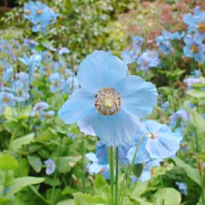 Blue Poppy Seeds Meconopsis Betonicifolia Perennial Attracts Bees & Butterflies Low Maintenance GMO Free Beds Border Patio Outdoor 5Pcs Flower Seeds by YEGAOL Garden