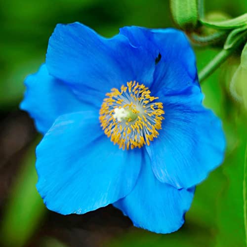 Blue Poppy Seeds Meconopsis Betonicifolia Perennial Attracts Bees & Butterflies Low Maintenance GMO Free Beds Border Patio Outdoor 5Pcs Flower Seeds by YEGAOL Garden