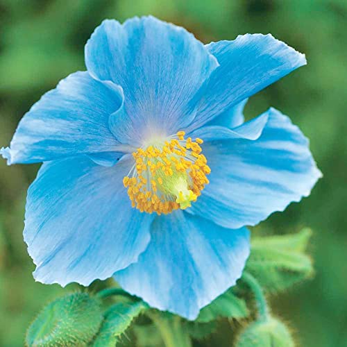 Blue Poppy Seeds Meconopsis Betonicifolia Perennial Attracts Bees & Butterflies Low Maintenance GMO Free Beds Border Patio Outdoor 5Pcs Flower Seeds by YEGAOL Garden