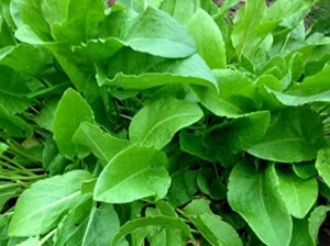 400+ french sorrel seeds- heirloom lettuce herb- by ohio heirloom seeds