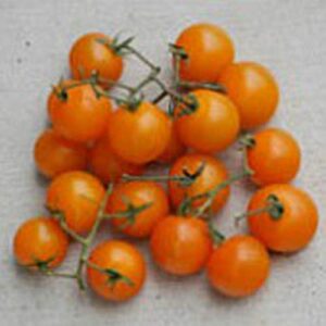 orange cherry tomato seeds (20+ seeds) | non gmo | vegetable fruit herb flower seeds for planting | home garden greenhouse pack