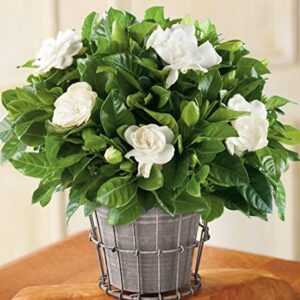 200+ Gardenia Seeds(Cape Jasmine) for Home Garden Planting