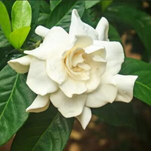 200+ Gardenia Seeds(Cape Jasmine) for Home Garden Planting