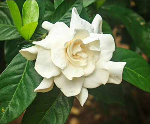 200+ Gardenia Seeds(Cape Jasmine) for Home Garden Planting