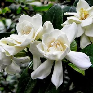 200+ Gardenia Seeds(Cape Jasmine) for Home Garden Planting