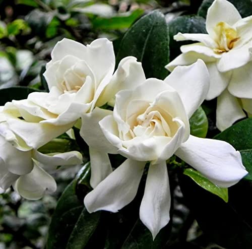 200+ Gardenia Seeds(Cape Jasmine) for Home Garden Planting