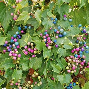 20 wild grape seeds, porcelain berry, amur peppervine, creeper – perennial ornamental vine plant – frost hardy & fast-growing – striking hedge privacy screen – seeds by qauzuy garden
