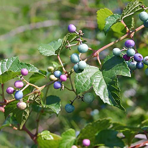 20 Wild Grape Seeds, Porcelain Berry, Amur Peppervine, Creeper - Perennial Ornamental Vine Plant - Frost Hardy & Fast-Growing - Striking Hedge Privacy Screen - Seeds by QAUZUY GARDEN