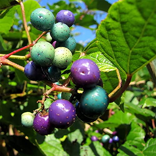 20 Wild Grape Seeds, Porcelain Berry, Amur Peppervine, Creeper - Perennial Ornamental Vine Plant - Frost Hardy & Fast-Growing - Striking Hedge Privacy Screen - Seeds by QAUZUY GARDEN