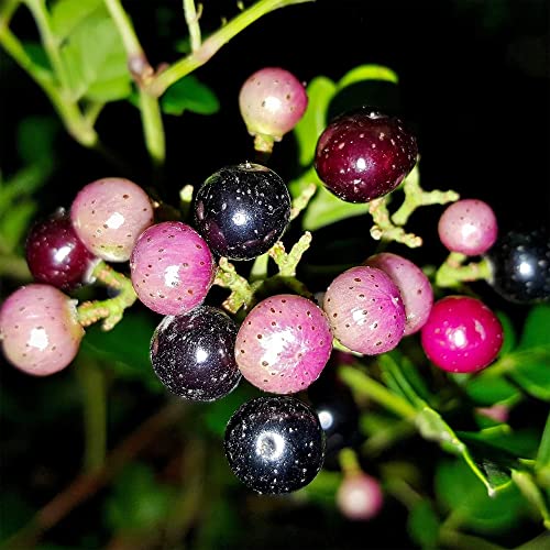 20 Wild Grape Seeds, Porcelain Berry, Amur Peppervine, Creeper - Perennial Ornamental Vine Plant - Frost Hardy & Fast-Growing - Striking Hedge Privacy Screen - Seeds by QAUZUY GARDEN