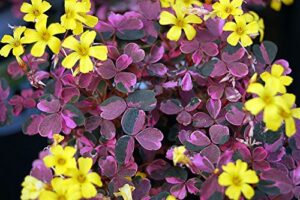 plum crazy shamrock – oxalis – 2.5″ pot – fairy garden plant/house plant/edible