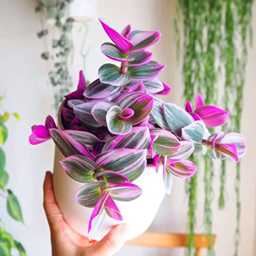 Pink Wandering Jew Plant for Gardening Indoor, Ship in 2.5 Inc Pot, Ornaments Perennial Garden Simple to Grow Pot