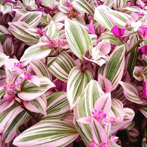 Pink Wandering Jew Plant for Gardening Indoor, Ship in 2.5 Inc Pot, Ornaments Perennial Garden Simple to Grow Pot