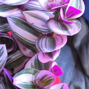 Pink Wandering Jew Plant for Gardening Indoor, Ship in 2.5 Inc Pot, Ornaments Perennial Garden Simple to Grow Pot