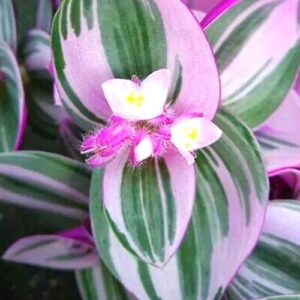 Pink Wandering Jew Plant for Gardening Indoor, Ship in 2.5 Inc Pot, Ornaments Perennial Garden Simple to Grow Pot