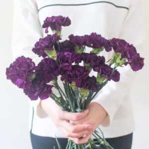 chuxay garden dark purple carnation seed,dianthus caryophyllus 100 seeds rare purple flowers beautiful potted plants easy care