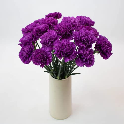 CHUXAY GARDEN Dark Purple Carnation Seed,Dianthus Caryophyllus 100 Seeds Rare Purple Flowers Beautiful Potted Plants Easy Care