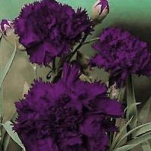 CHUXAY GARDEN Dark Purple Carnation Seed,Dianthus Caryophyllus 100 Seeds Rare Purple Flowers Beautiful Potted Plants Easy Care