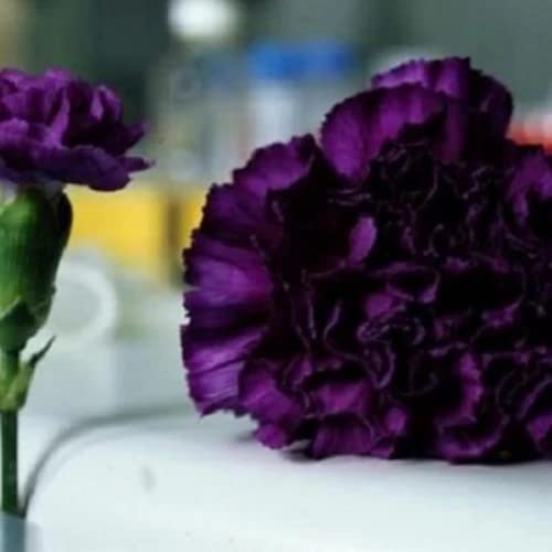 CHUXAY GARDEN Dark Purple Carnation Seed,Dianthus Caryophyllus 100 Seeds Rare Purple Flowers Beautiful Potted Plants Easy Care