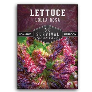 survival garden seeds – lolla rosa lettuce seed for planting – packet with instructions to plant and grow red and green leaved lettuce in your home vegetable garden – non-gmo heirloom variety