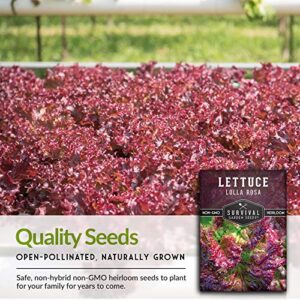 Survival Garden Seeds - Lolla Rosa Lettuce Seed for Planting - Packet with Instructions to Plant and Grow Red and Green Leaved Lettuce in Your Home Vegetable Garden - Non-GMO Heirloom Variety